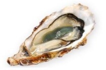 verse zeeuwse oesters kist 12 stuks