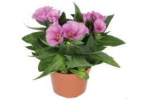 lisianthus 1 stuk