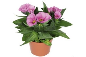 lisianthus 1 stuk