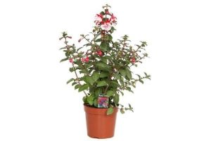 fuchsia piramide