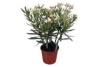 bloeiende oleander