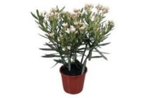 bloeiende oleander