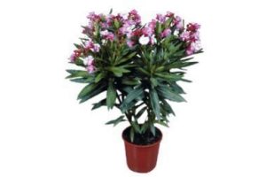 bloeiende oleander