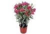 bloeiende oleander