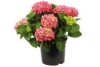 hortensia rood