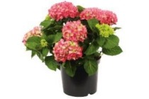 hortensia rood