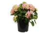 hortensia roze