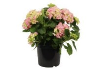 hortensia roze