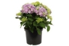 hortensia paars