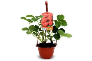 aardbeien hangplant 1 stuks