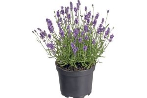 lavendel