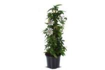 passieflora pyramide potmaat 19 cm