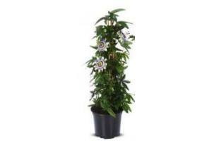 passieflora pyramide potmaat 19 cm