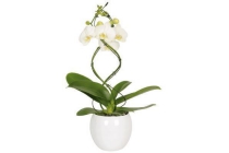 orchidee twister 50 70cm