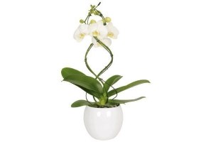 orchidee twister 50 70cm