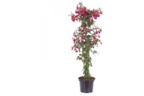 fuchsia op stam