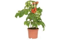 groenteplant tomaat