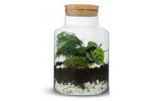 mini ecosysteem in glas