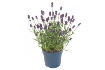 ah lavendel felice plant
