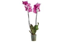 orchidee 2 tak