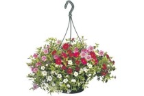 calibrachoa in hangpot