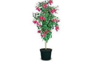 winterharde fuchsia