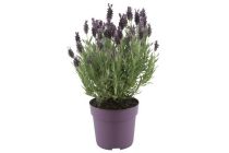 lavendel