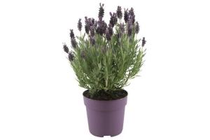 lavendel