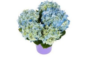 mini hortensia