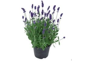 bloeiende plant in pot blauwe lavandula