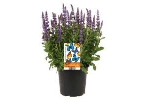 vlinderlokkende plant lavandula