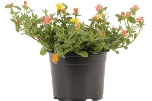 portulaca