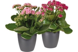 kalanchoe 2 stuks