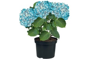 lidl tuinhortensia per stuk