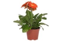 potgerbera