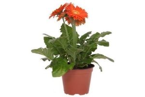 potgerbera