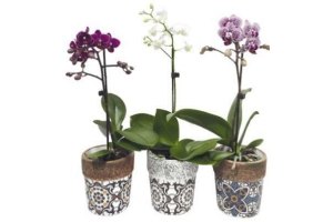 aldi mini orchidee in keramiek