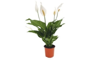 spathiphyllum