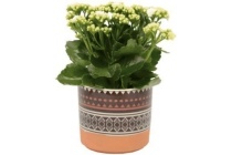 kalanchoe in mexicaanse pot