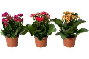 kalanchoe