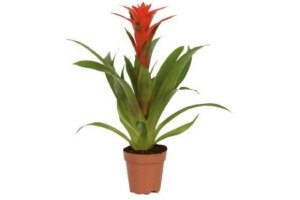 bromelia