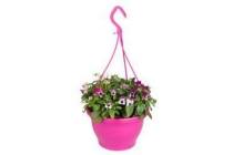 violen in hangpot roze