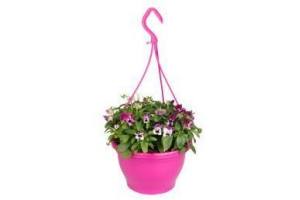 violen in hangpot roze