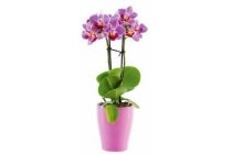 mini orchidee