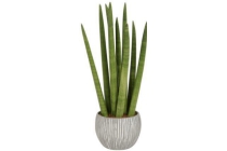 sansevieria