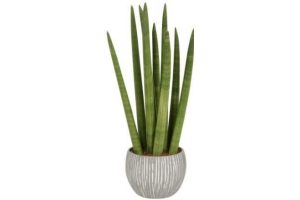 sansevieria