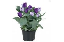 lisianthus paars