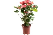 anthurium