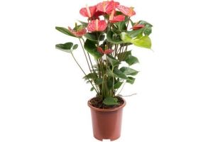 anthurium