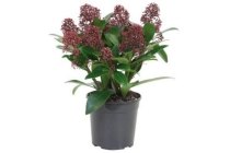 skimmia japonica